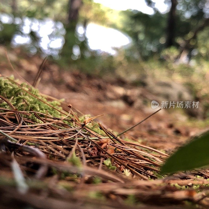 Scenes from a Forest  - Northeast USA - Ant’s Eye View